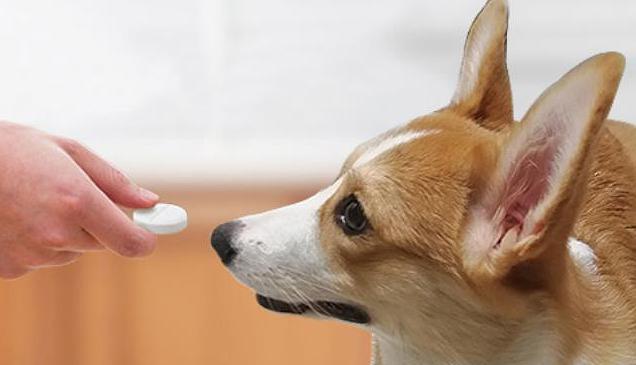 母犬怀孕期间饮食指南（为宠物提供健康的营养支持）