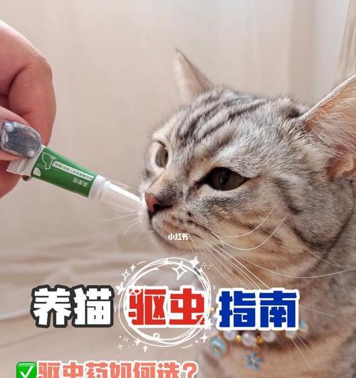 家养猫咪，驱除虫害大作战（让宠物健康）