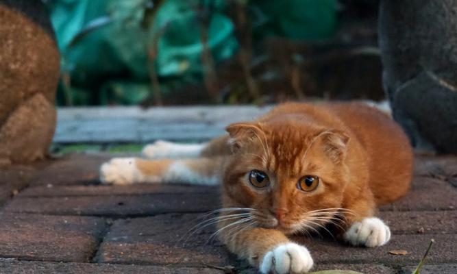 路边捡到小猫的坏处（小猫不是道具）