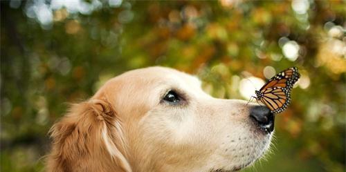 金毛犬打喷嚏的原因和应对方法（宠物饲养必知）