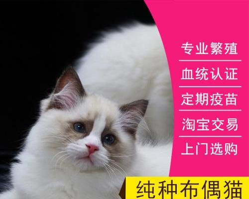 蓝猫和布偶猫能否交配（混种猫的特点与优点）