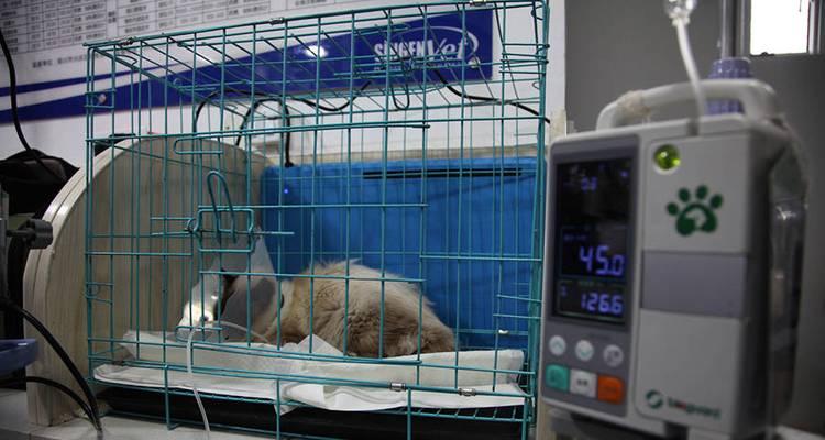 揭秘蓝色重点暹罗猫的来历（从泰国宫廷到全球宠物市场）
