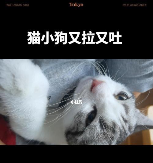 以蒙脱石散猫咪拉软便可以吃吗（保护宠物健康）