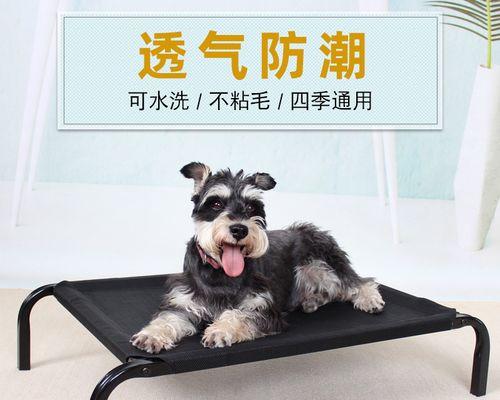 泰迪大形犬-一只值得拥有的宠物（从品种介绍到养护技巧）