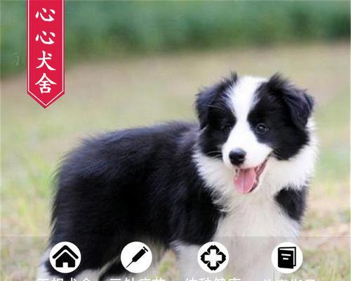 牧羊犬怀孕63天无产，可能出现的原因分析（以宠物为主）