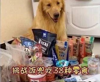 以牛心为狗狗食物安全吗（探究牛心在宠物食品中的作用及使用注意事项）