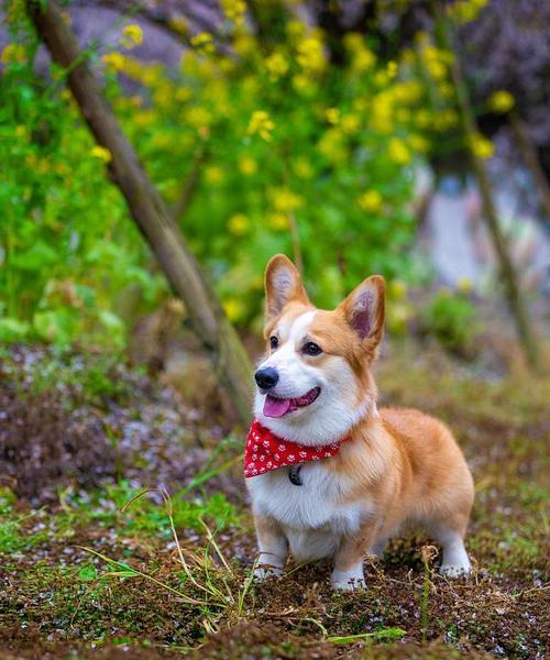 女孩养小型犬的（以女孩性格为基准）