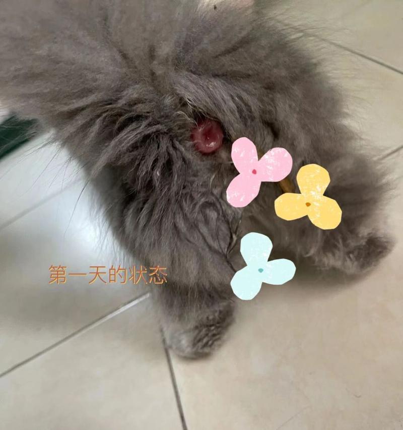 如何应对宠物小猫拉稀和脱肛的问题（小猫拉稀和脱肛的原因和治疗方法）