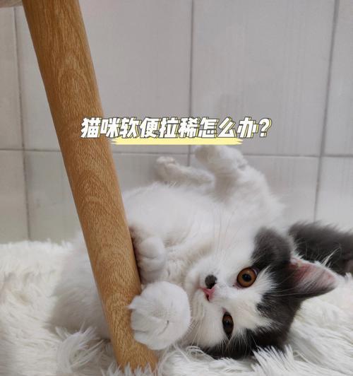 小猫拉粑粑，宠物主人必看（宠物便便处理技巧大揭秘）