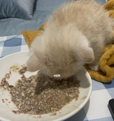 小猫可以吃干猫粮吗（了解干猫粮的优点与适用情况）