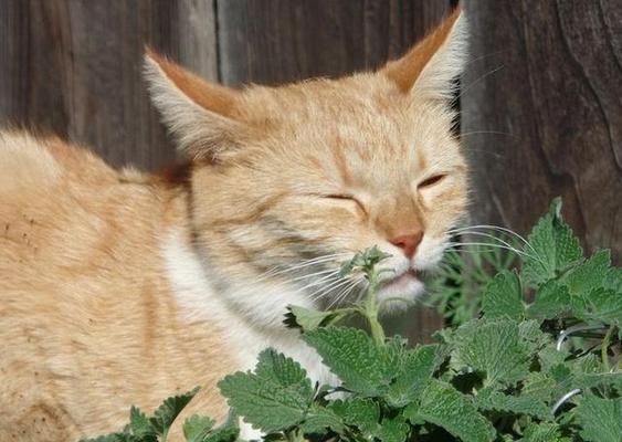 小猫与薄荷的奇妙互动（探秘小猫与薄荷的关系）