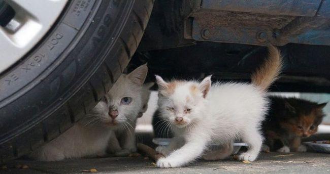 如何应对小猫欺负大猫（宠物世界的等级制度及如何维持平衡）