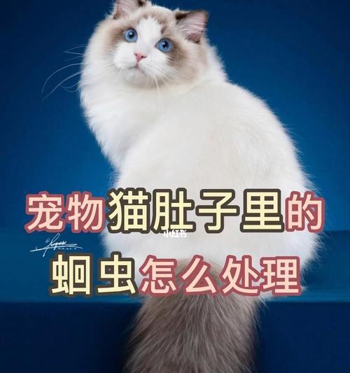 当宠物小猫去世，如何处理它的遗体（了解如何给你的宠物小猫一个体面的告别）