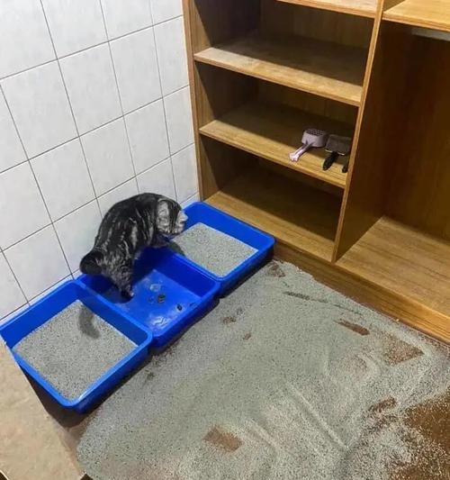 如何防止宠物小猫乱拉屎（快速有效解决小猫乱拉屎问题）