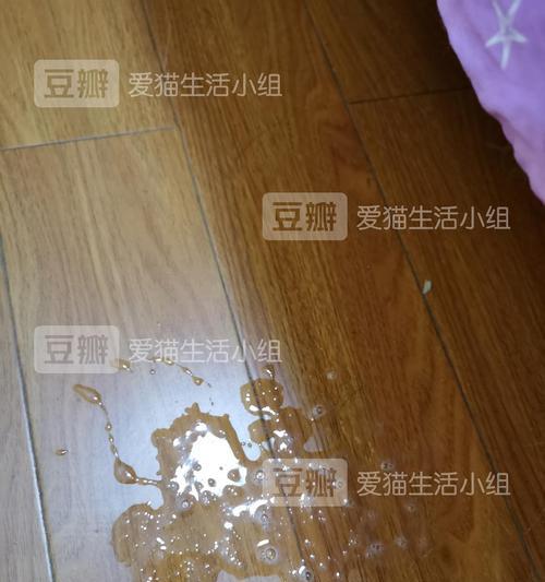 宠物小猫软便没精神怎么办（如何调理宠物小猫的身体状态）