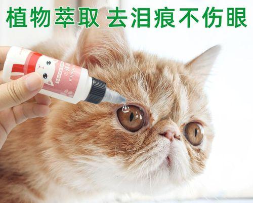 宠物小猫眼怎么清理（一位养猫人分享的清理小猫眼的经验和技巧）