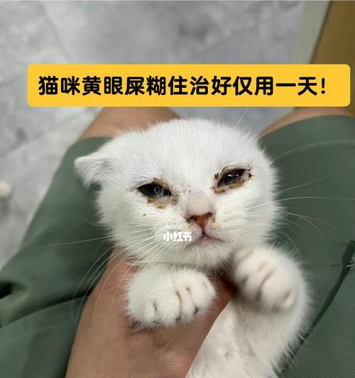 小猫黄眼屎糊住眼睛的危害与预防方法（宠物小猫的健康问题）