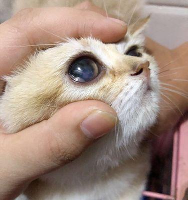 小猫眼睑内翻的症状、原因与治疗（宠物猫常见的眼部疾病）