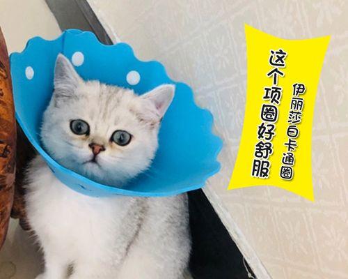 小猫咬人的预兆及应对方法（了解宠物行为）