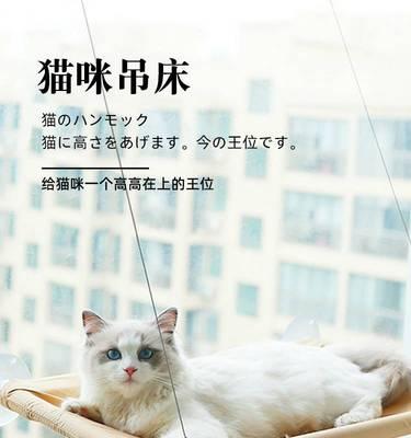 小猫的猫爬架生活（探索小猫在猫爬架上的奇妙世界）