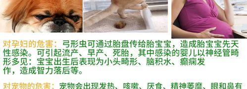 如何处理宠物猫患上弓形虫的问题（预防与治疗）