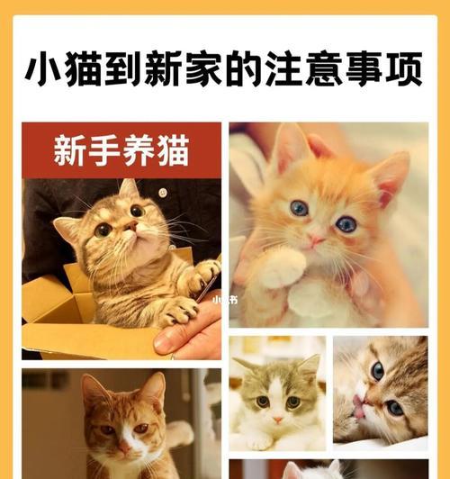 小猫新家适应记（宠物迁居）