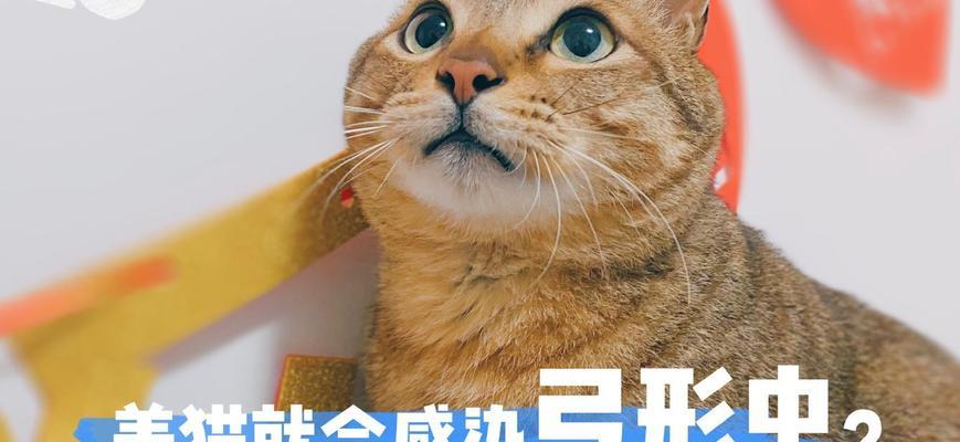 如何检查宠物小猫的弓形虫（以小猫为例）