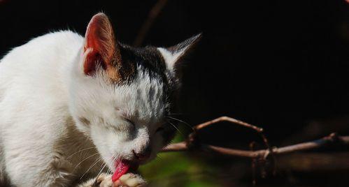 如何应对宠物小猫晚上喵喵叫（解决宠物小猫夜间叫声）