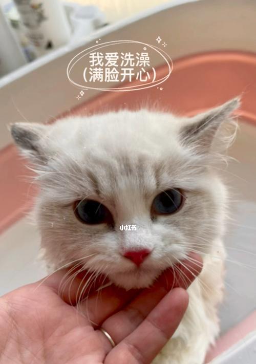 小猫为何喜欢蹭人脸（探秘宠物猫蹭人的心理学原因）