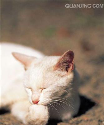 小猫晒太阳，健康成长（宠物护理技巧分享）