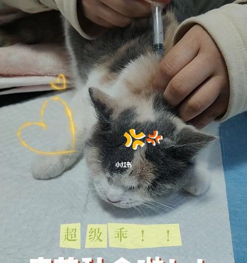 小猫扎疫苗全程揭秘（以宠物为主）