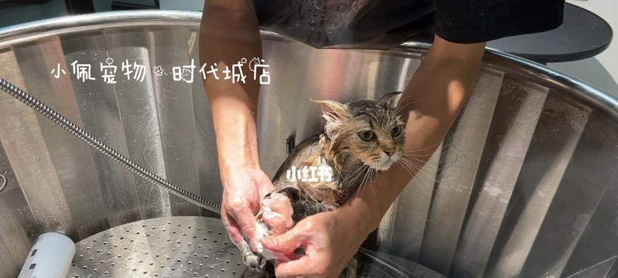 新来的猫咪如何洗澡（宠物爱洁净）