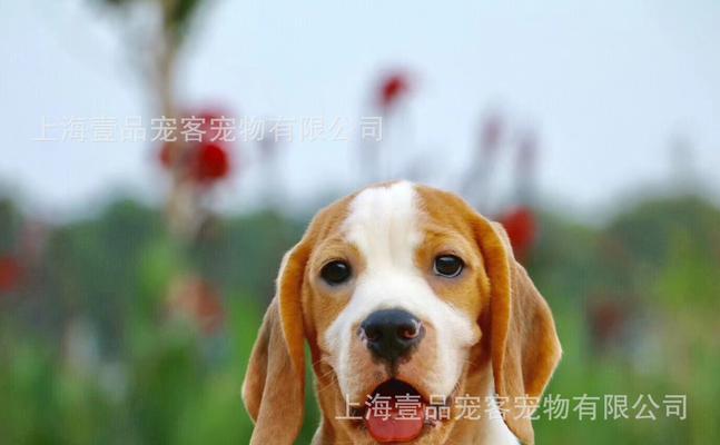 英国犬饮食指南（了解宠物狗的饮食习惯与喜好）