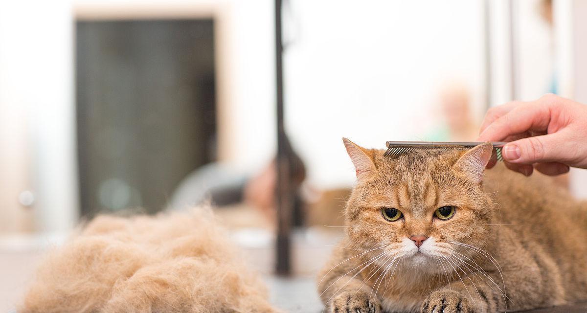 如何为宠物猫剪毛（小技巧让剪毛变得简单容易）