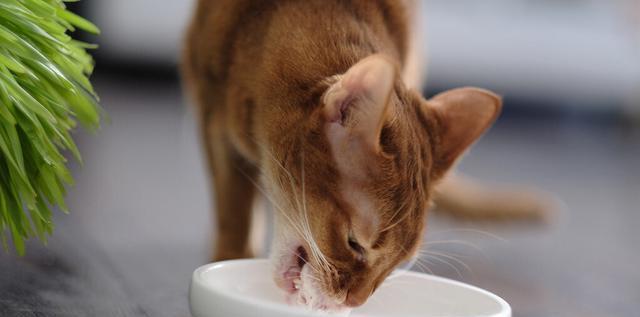 如何哄宠物猫咪吃饭（教你哄猫吃饭的小技巧）