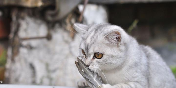 猫咪只吐没拉稀，这是为什么（宠物猫的消化问题和急救措施）