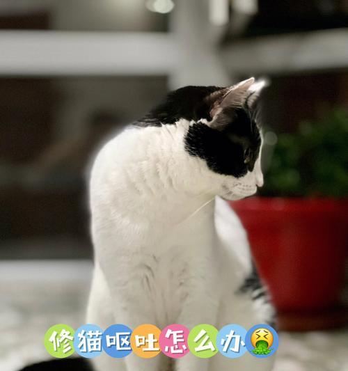 小猫凉胃吐黄水，如何预防和处理（以宠物为主）