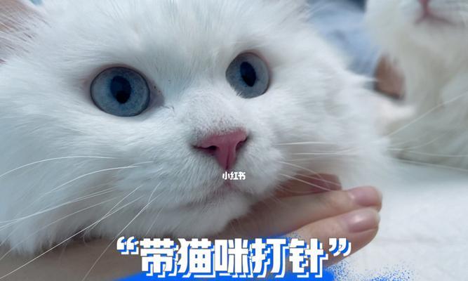 如何以爱小猫挠用打针（宠物健康的必经之路）