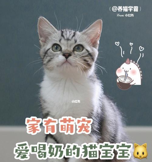 给宠物喝纯牛奶是否安全（小猫能否饮用纯牛奶）