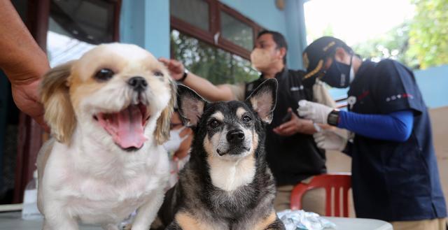 宠物犬打疫苗预防常见病，保障宠物健康（从预防接种到注意事项）