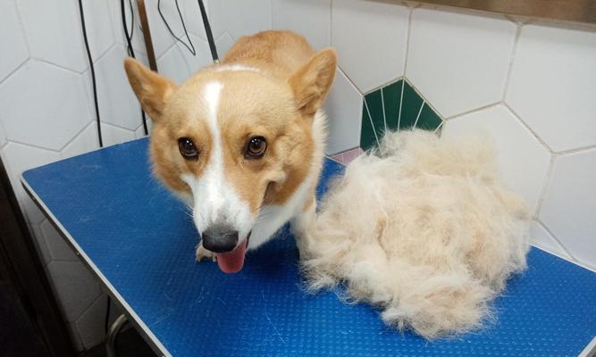 HowtoDealwithSheddingDogs（TipsandTricksforManagingYourPet'sHairLoss）