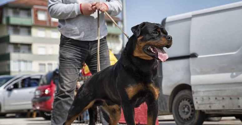 如何训练你的罗威纳犬（从基本指令到高级技能）