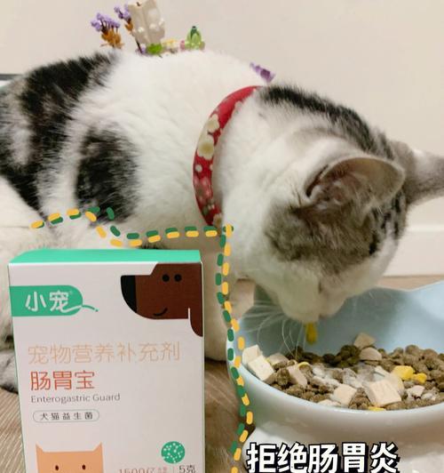 以猫换肠子，关于宠物健康的启示（揭秘猫咪肠道疾病及预防方法）