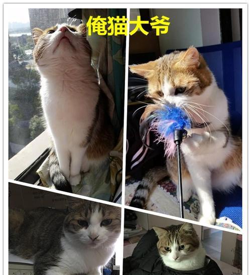 猫咪为什么喜欢在沙发上尿（探究猫咪行为背后的原因及解决方法）