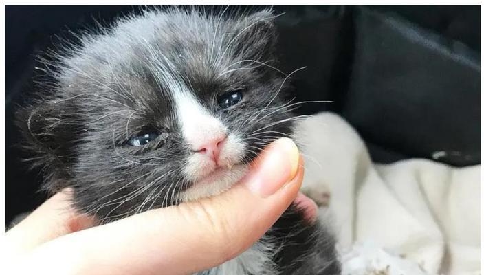 如何用饮食帮助宠物猫咪消炎（15种饮食方案）