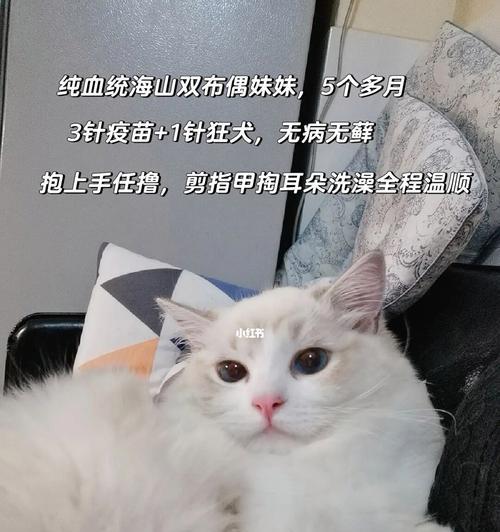 猫咪健康管理——骨量指数测量重要性（从宠物健康角度探讨猫咪骨量指数的测量与管理）