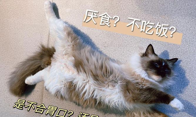 如何帮助猫咪克服老吐不吃饭的问题（宠物养护）