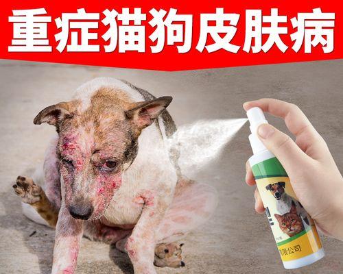 猫咪湿疹治疗费用详解（以宠物为主）