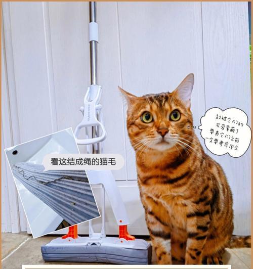 猫咪健康必备（宠物护理的新标准）