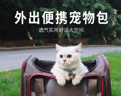 猫咪头被撞后的小包怎么办（宠物健康保障）